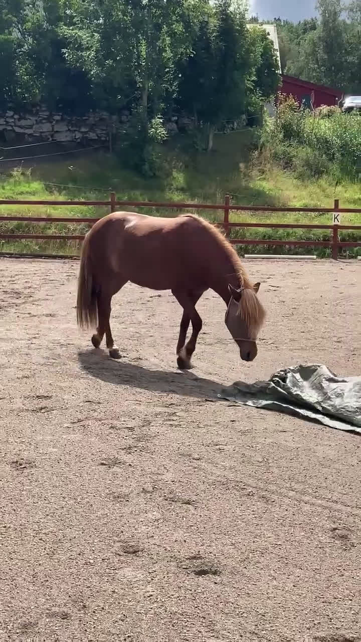 Island hästar till salu: Underbart ungsto! i Skepplanda - Video 1