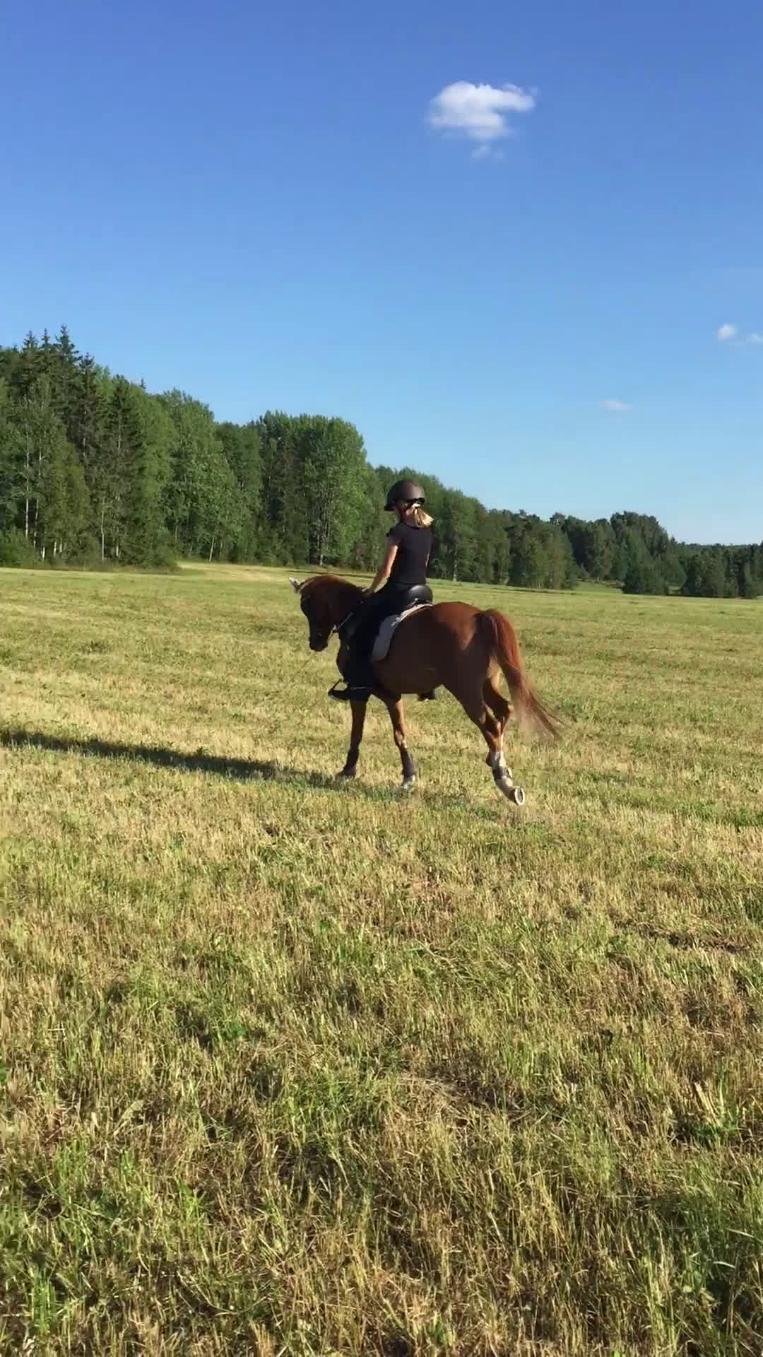 Dressyr hästar till salu: Sveriges absolut vackraste ponnyprins! i Grums - Video 1