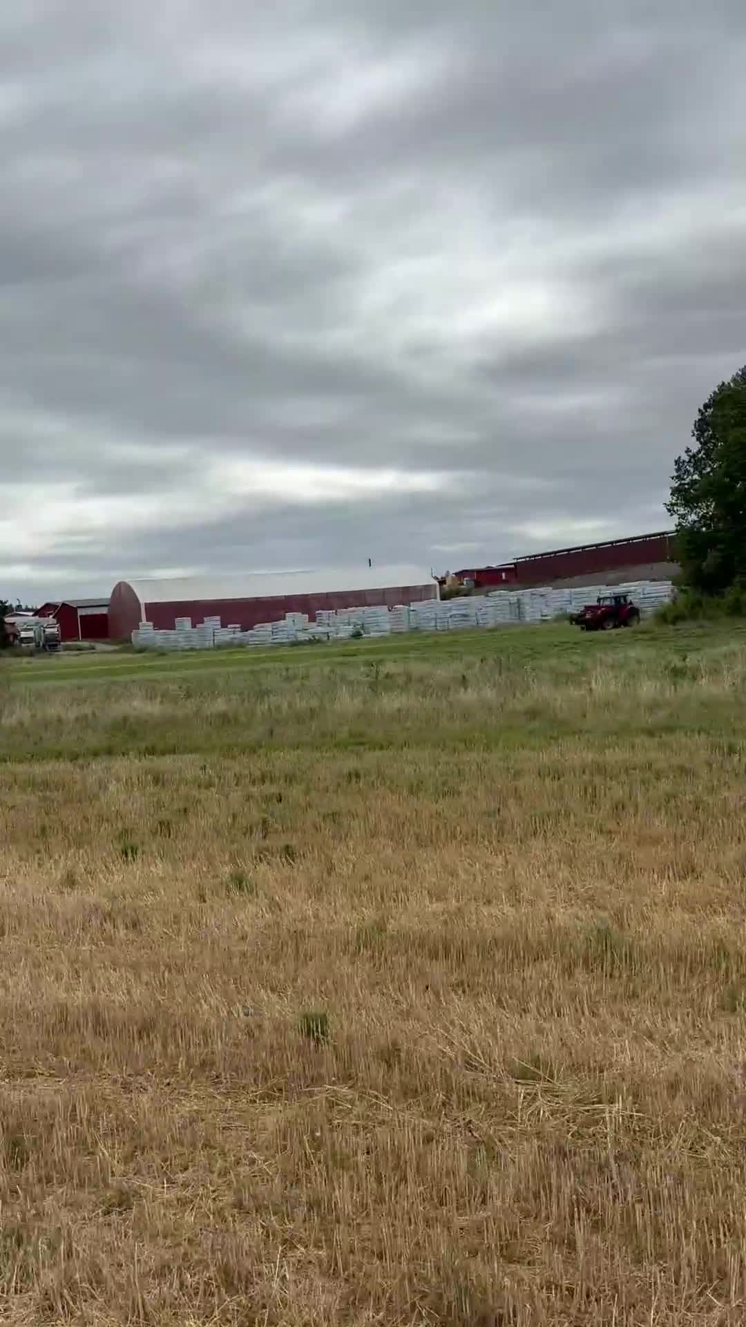 Allround hästar till salu: Genomsnäll kille söker nytt hem 🩷 i Strängnäs - Video 3
