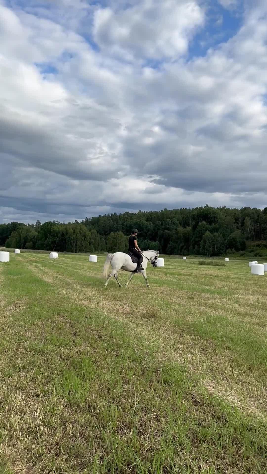 Allround hästar till salu: Trevlig D-ponny - Video 2
