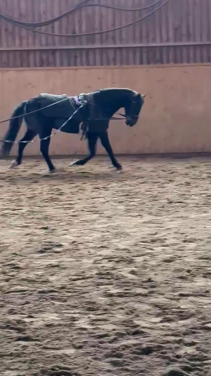 Allround hästar till salu: Toppen ponny  - Video 3