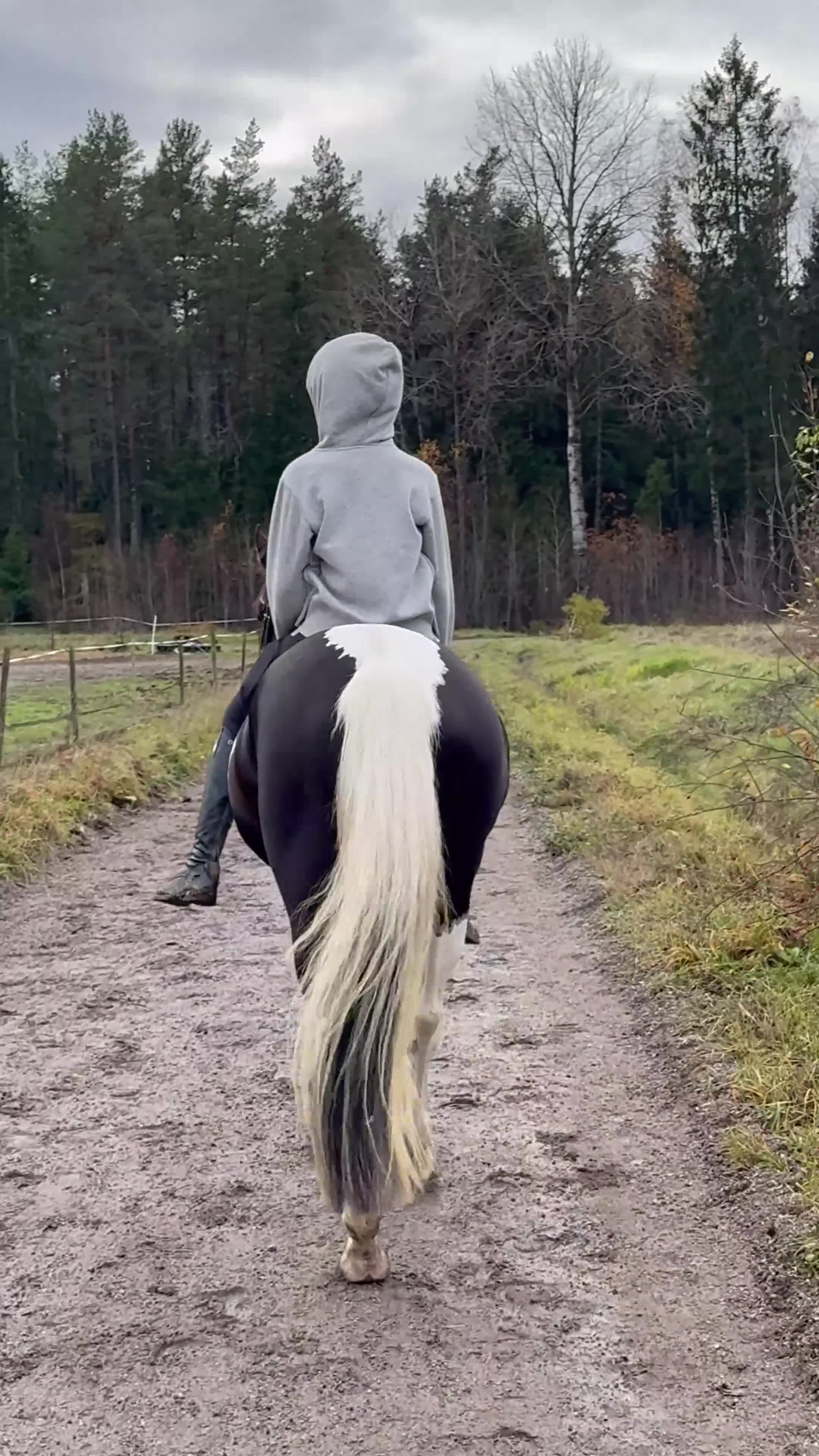 Hoppning hästar till salu: Bästa vän och stjärna ⭐️  - Video 5