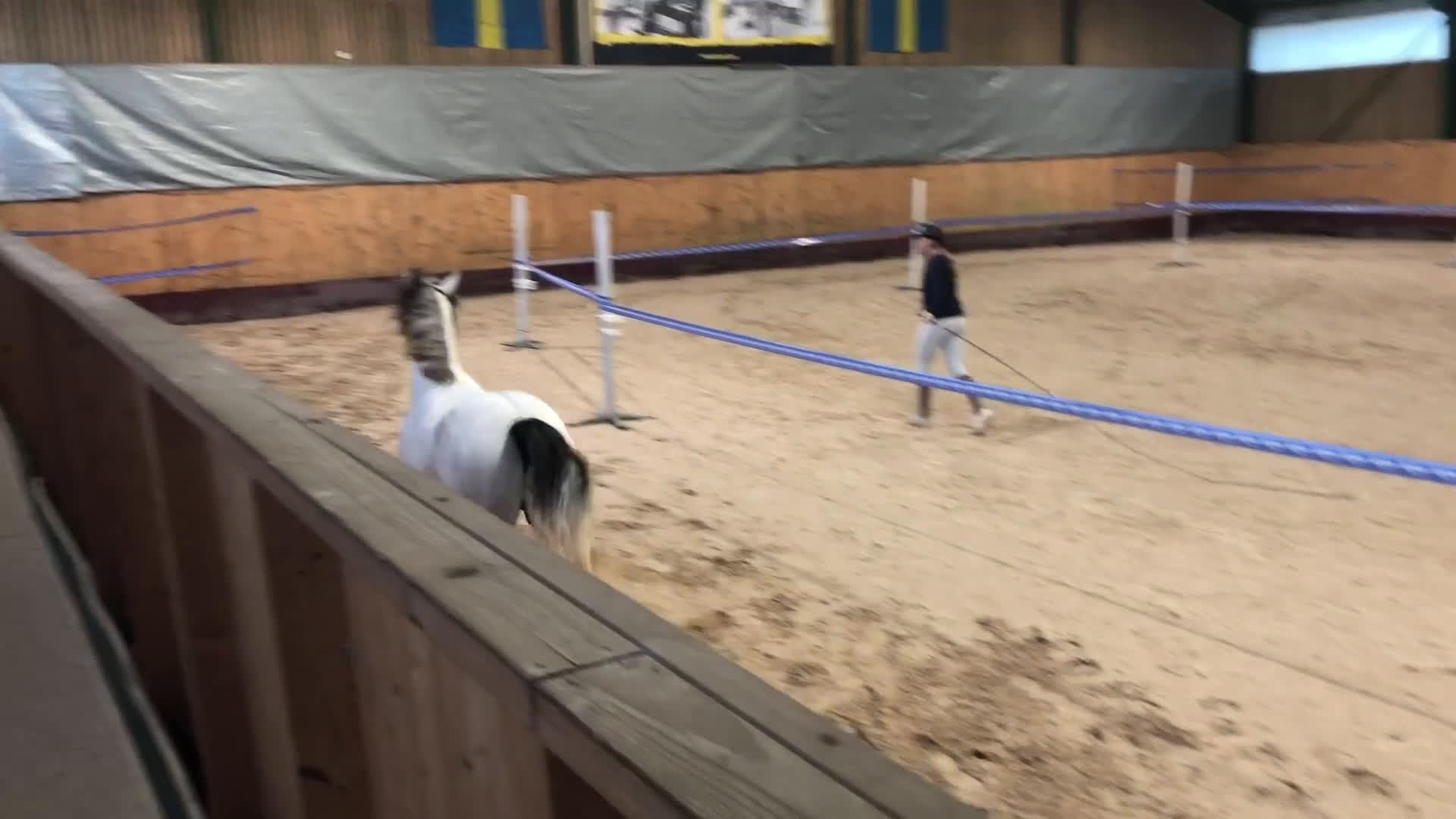 Allround hästar till salu: Lovande 3-åring i Förslöv - Video 1