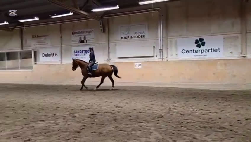 Allround hästar till salu: Snäll och trevlig kompis att utvecklas med! i Lögdeå - Video 2