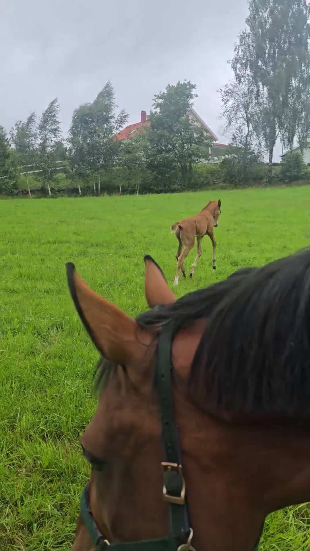 Dressyr hästar till salu: Passa på!! Dressyr löfte med högt meriterad stam! i Veddige - Video 3