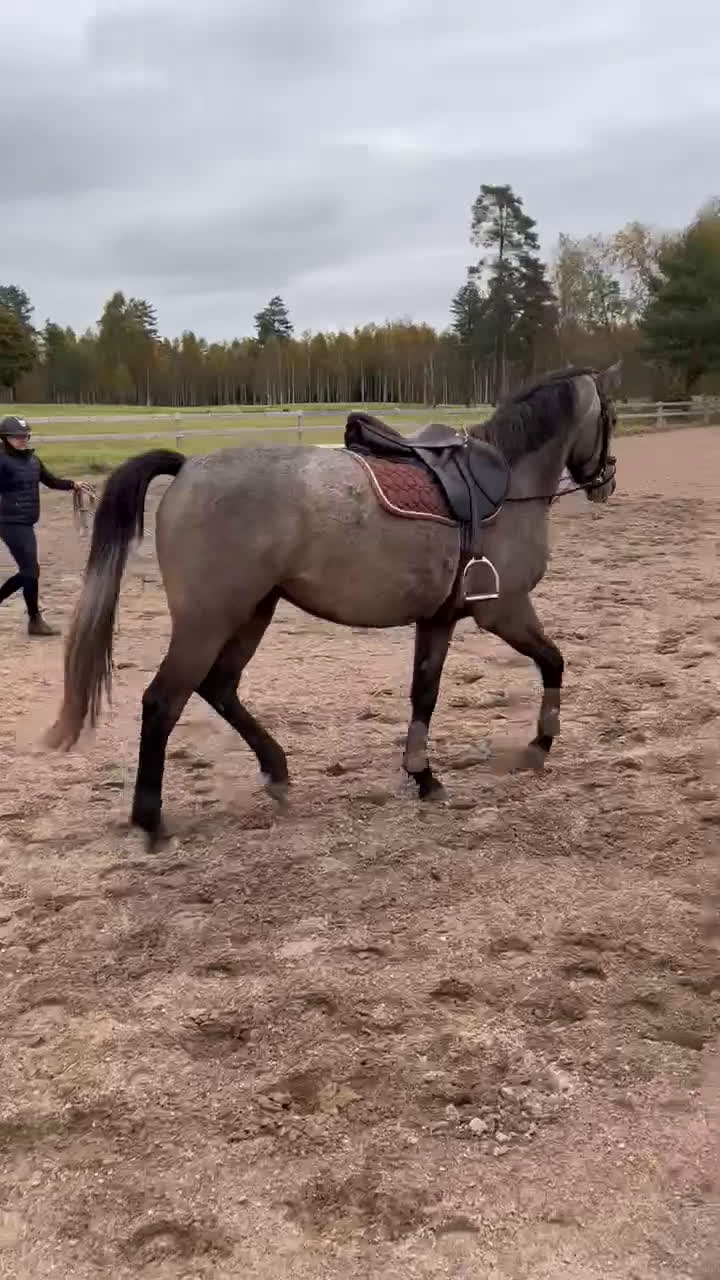 Allround hästar till salu: Vacker 3-åring✨ - Video 4