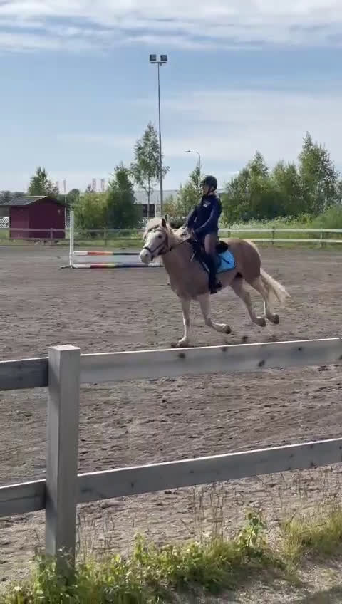 Allround hästar till salu: Bästa vän - Video 3