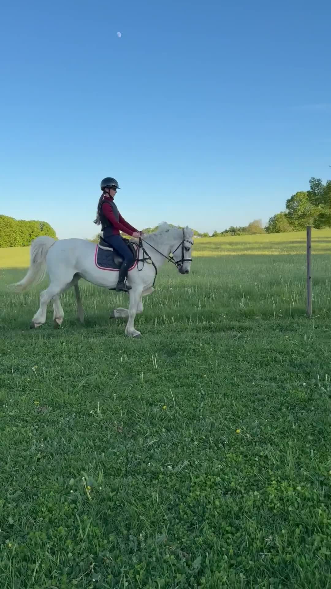 Allround hästar till salu: Superfin D ponny!  - Video 3