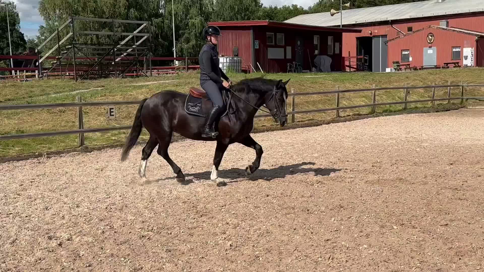 Allround hästar till salu: Mysig allround tjej  - Video 4