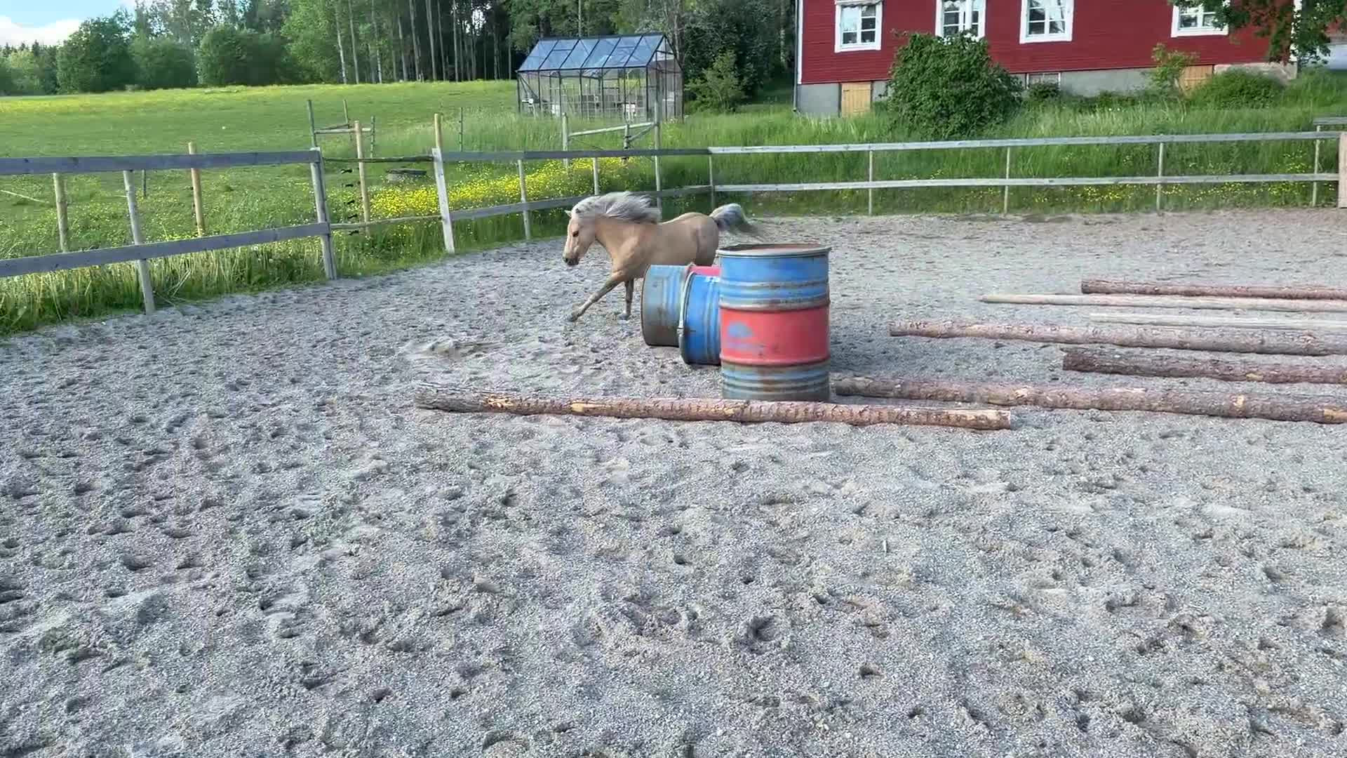 Övrigt hästar till salu: Charmigt AMHA sto - Video 2