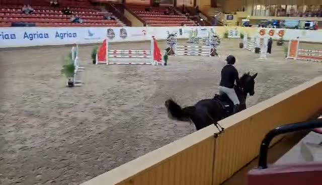 Hoppning hästar till salu: Häst med scoope  - Video 2