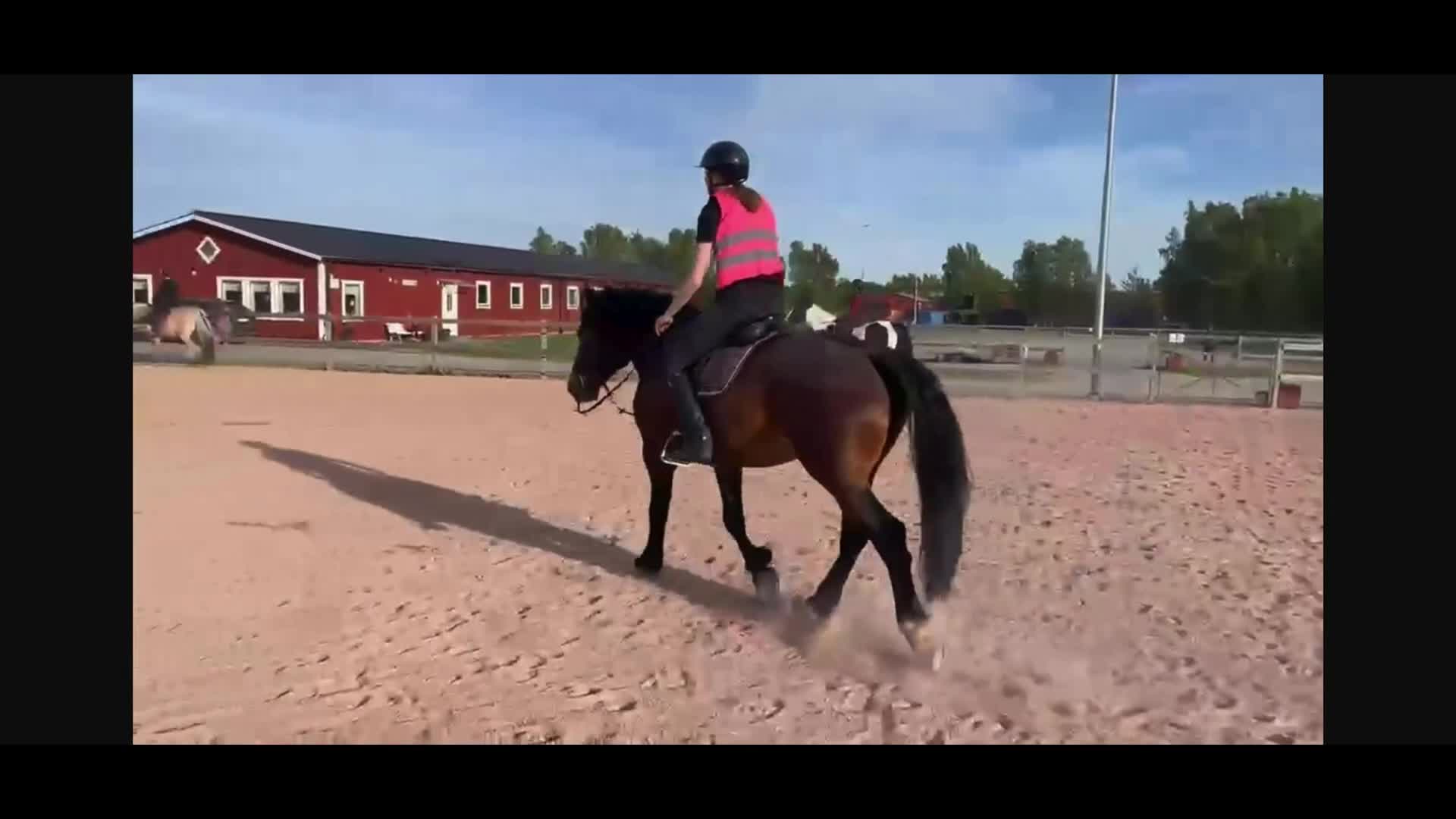 Allround hästar till salu: Social och arbetsvillig kille - Video 3