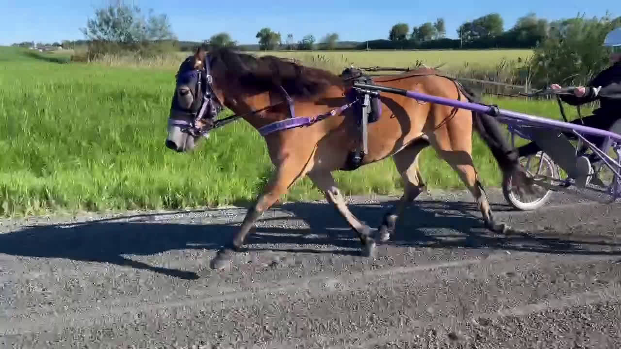 Trav hästar till salu: Allround/ponnytrav/ Diplomsto  - Video 1