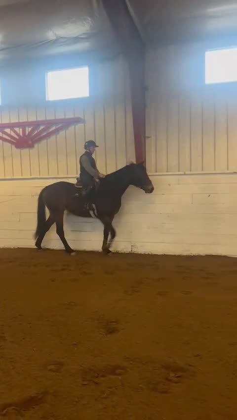 Hoppning hästar till salu: Trevlig 4åring - Video 5