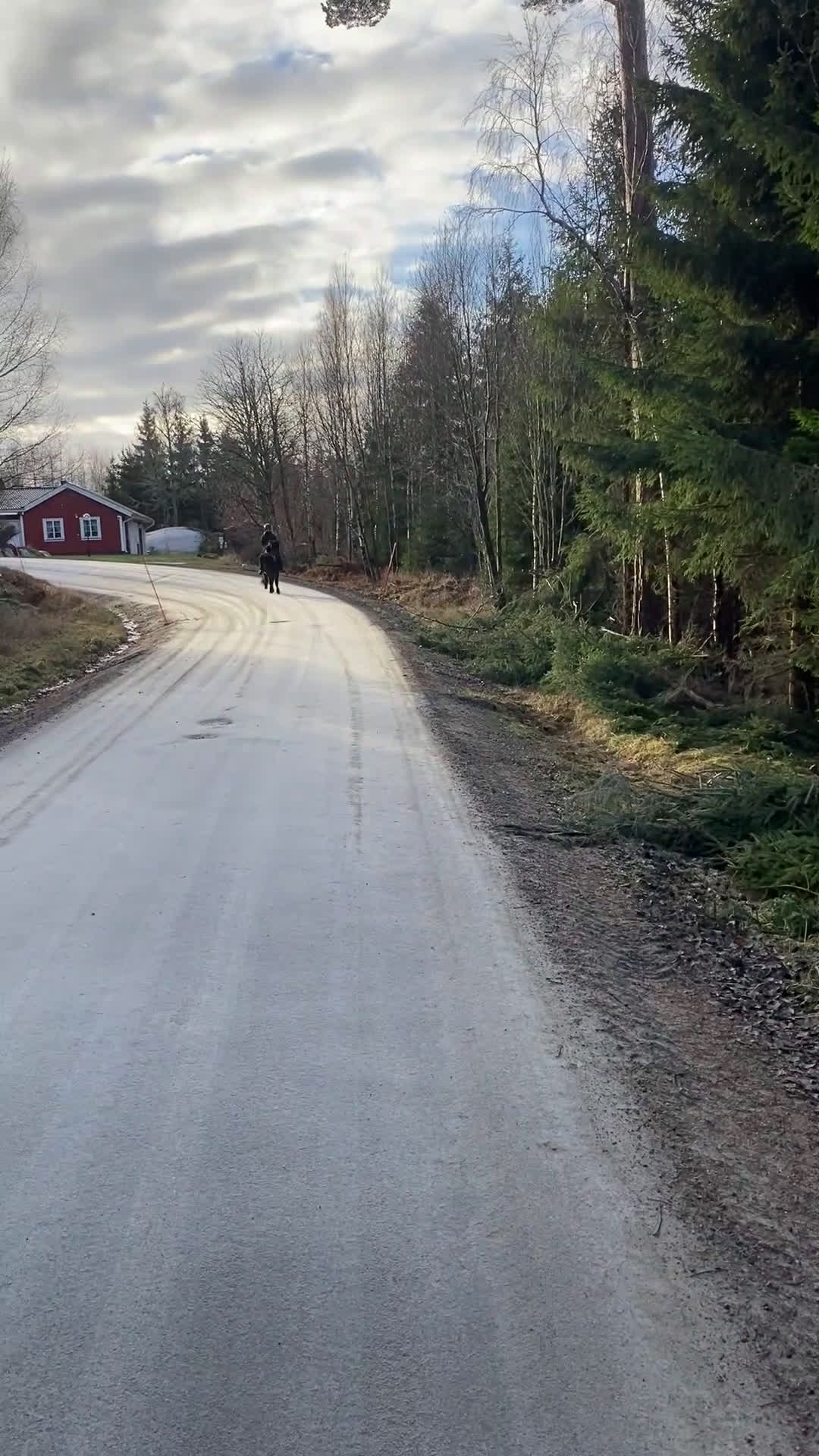 Island hästar till salu: Trevlig töltsäker valack  i Sollebrunn - Video 3