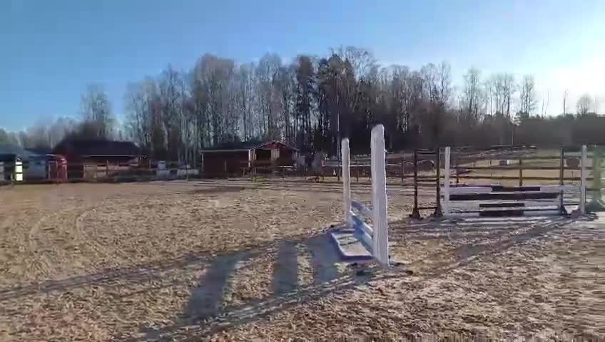 Allround hästar till salu: Vackert sto 6år! Clarimo - Heartbeat! - Video 2