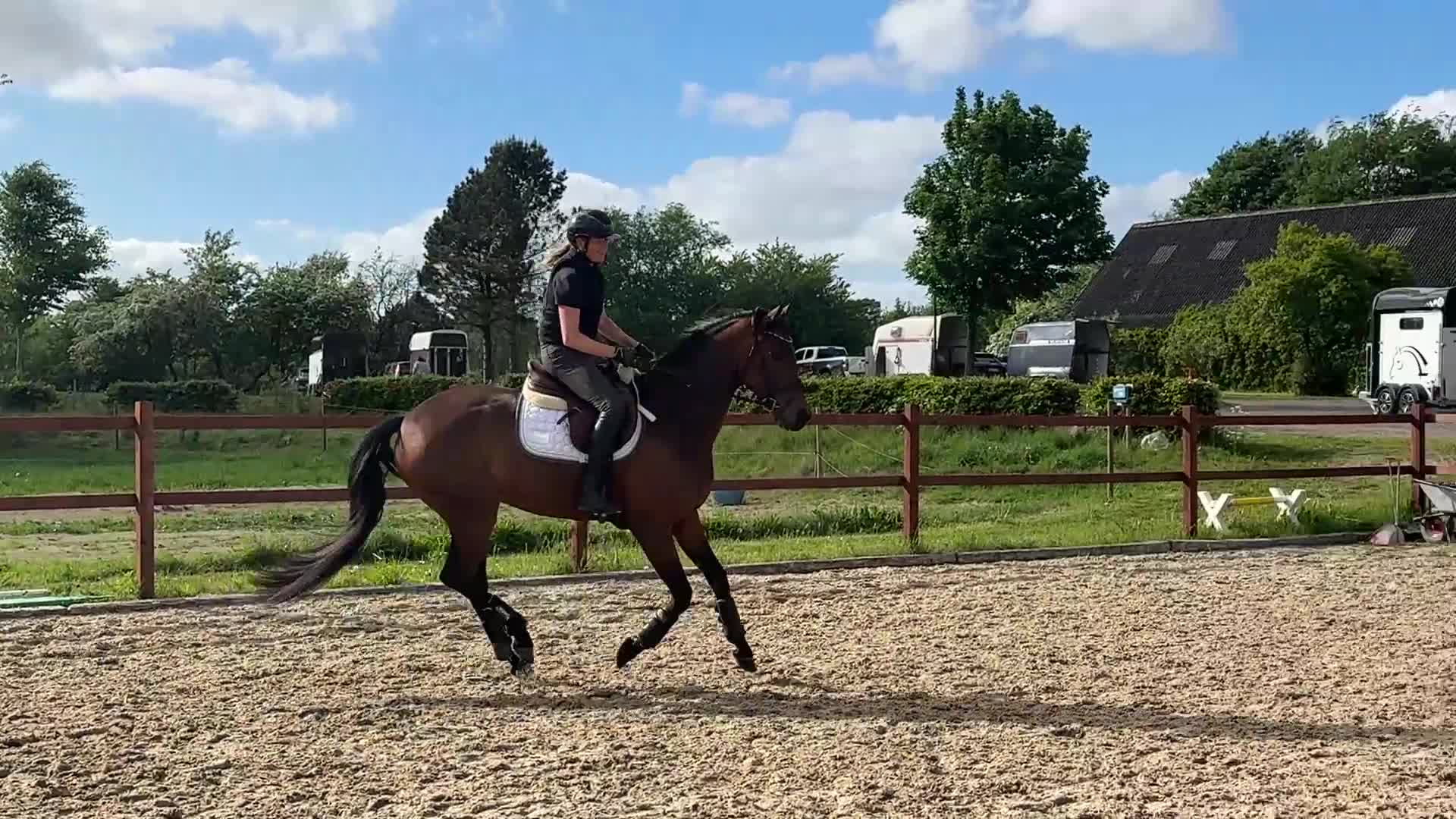Dressyr hästar till salu: Glansbillede smuk 7års hoppe - Video 1