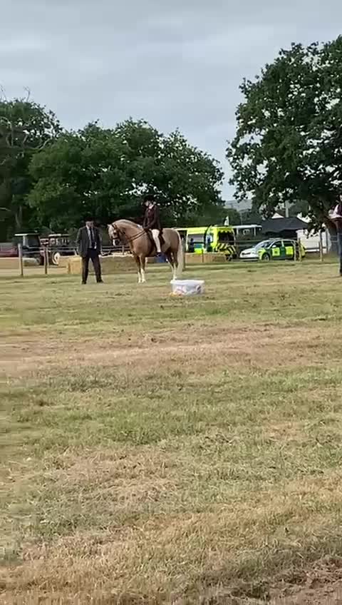 Dressyr hästar till salu: LYXPONNY som kan säljas både som hingst/valack - Video 2