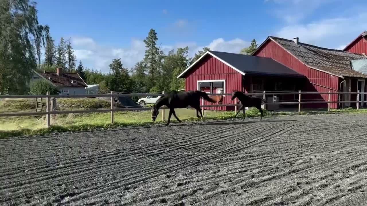 Dressyr hästar till salu: Härligt hingstföl - Video 1