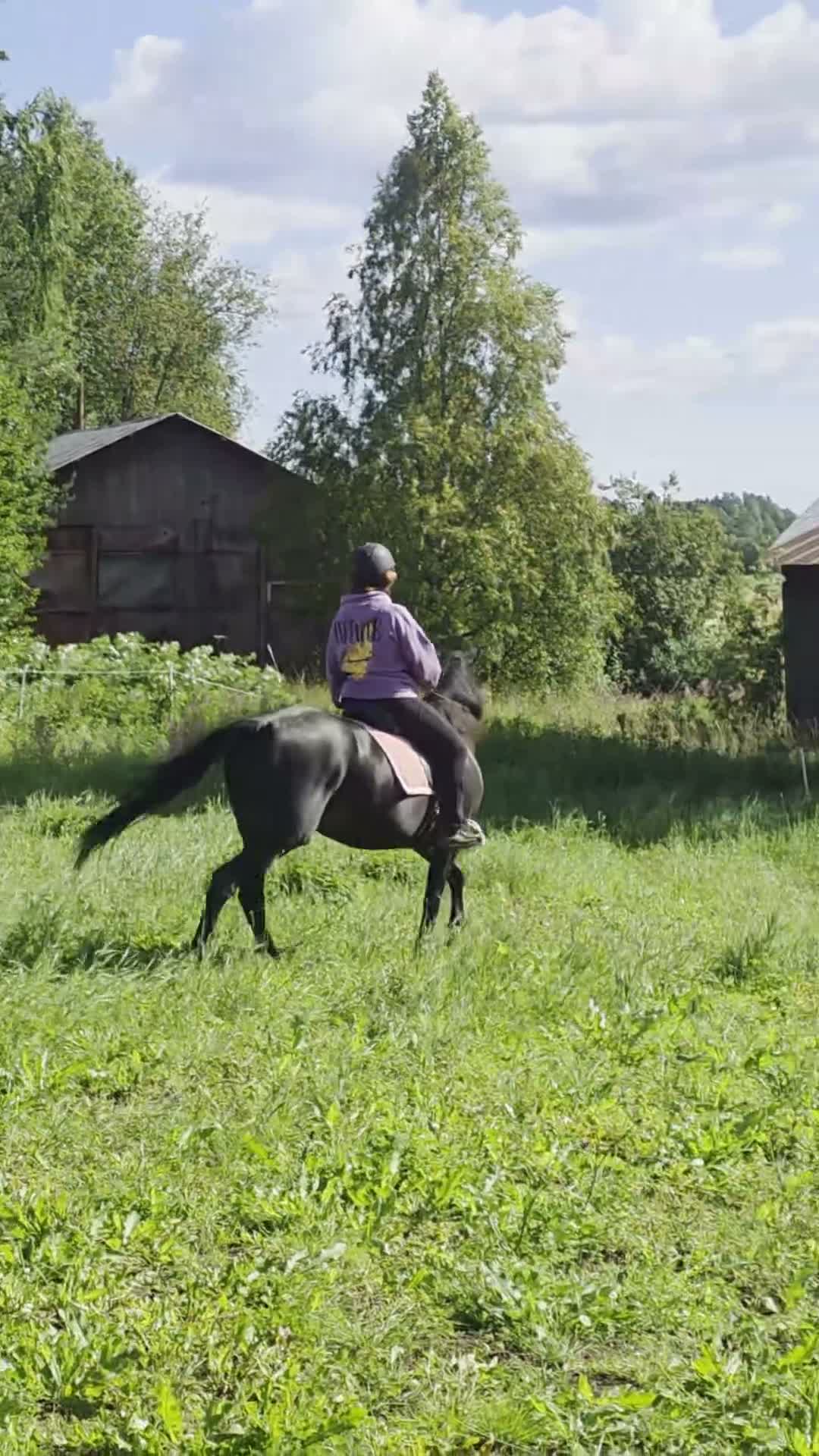 Allround hästar till salu: Säljes eller fodervärd  - Video 1