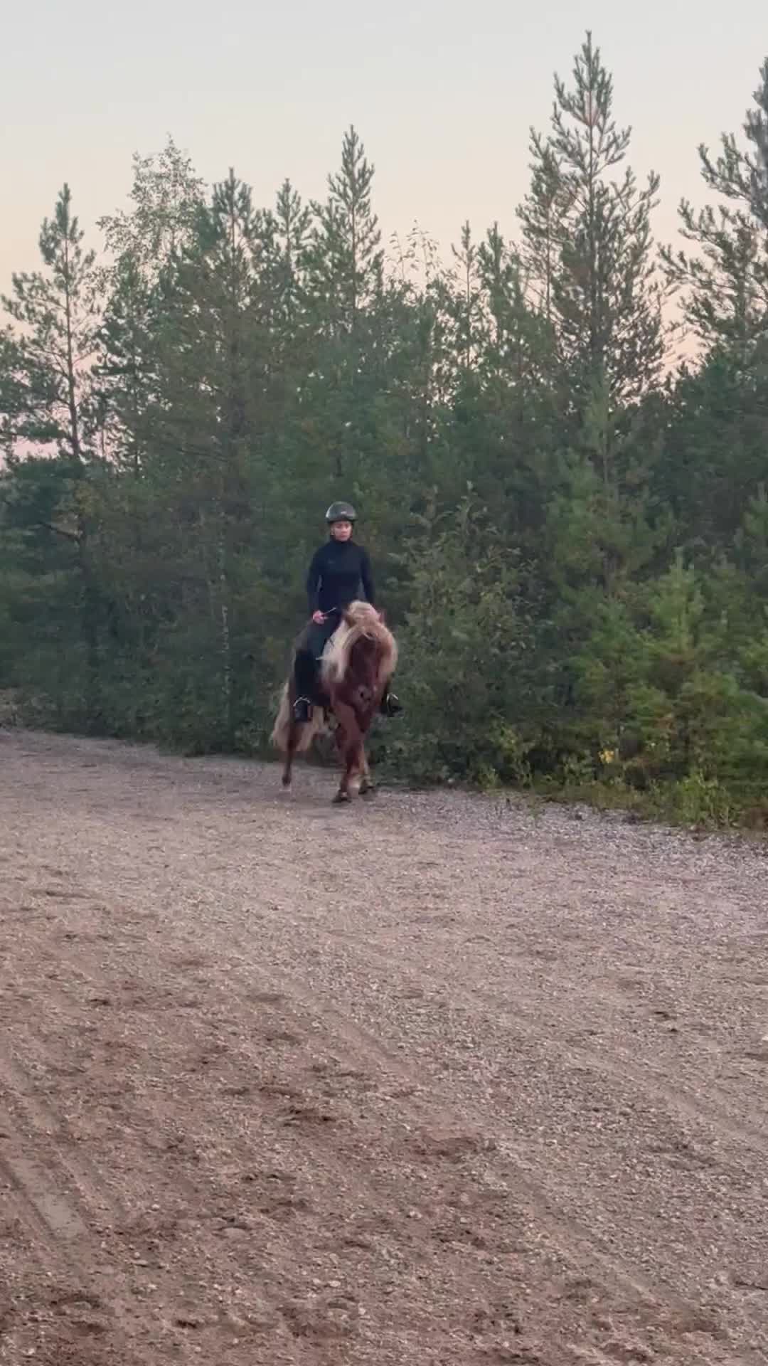 Island hästar till salu: Vacker hårfager valack med potential! - Video 2
