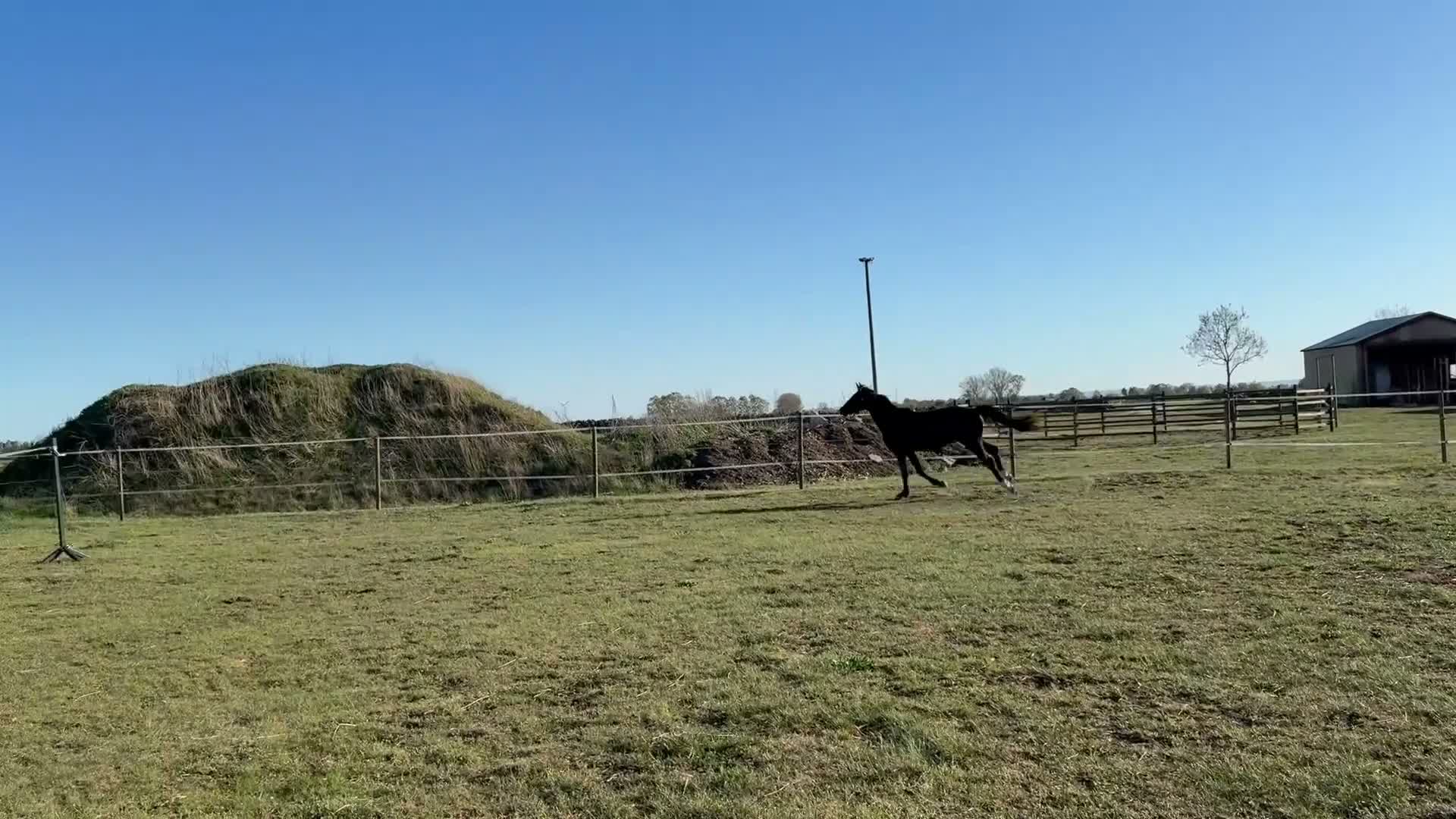 Hoppning hästar till salu: Sportigt ungsto för hoppning eller fälttävlan - Video 1