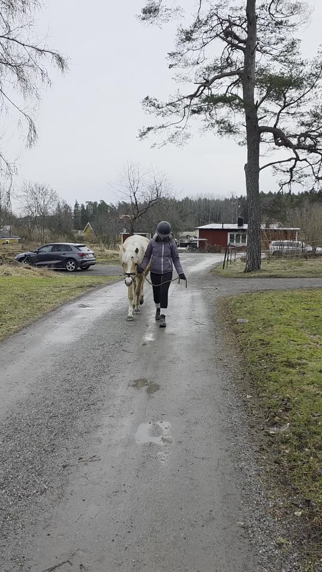 Hoppning hästar till salu: Social och nyfiken ponny - Video 2