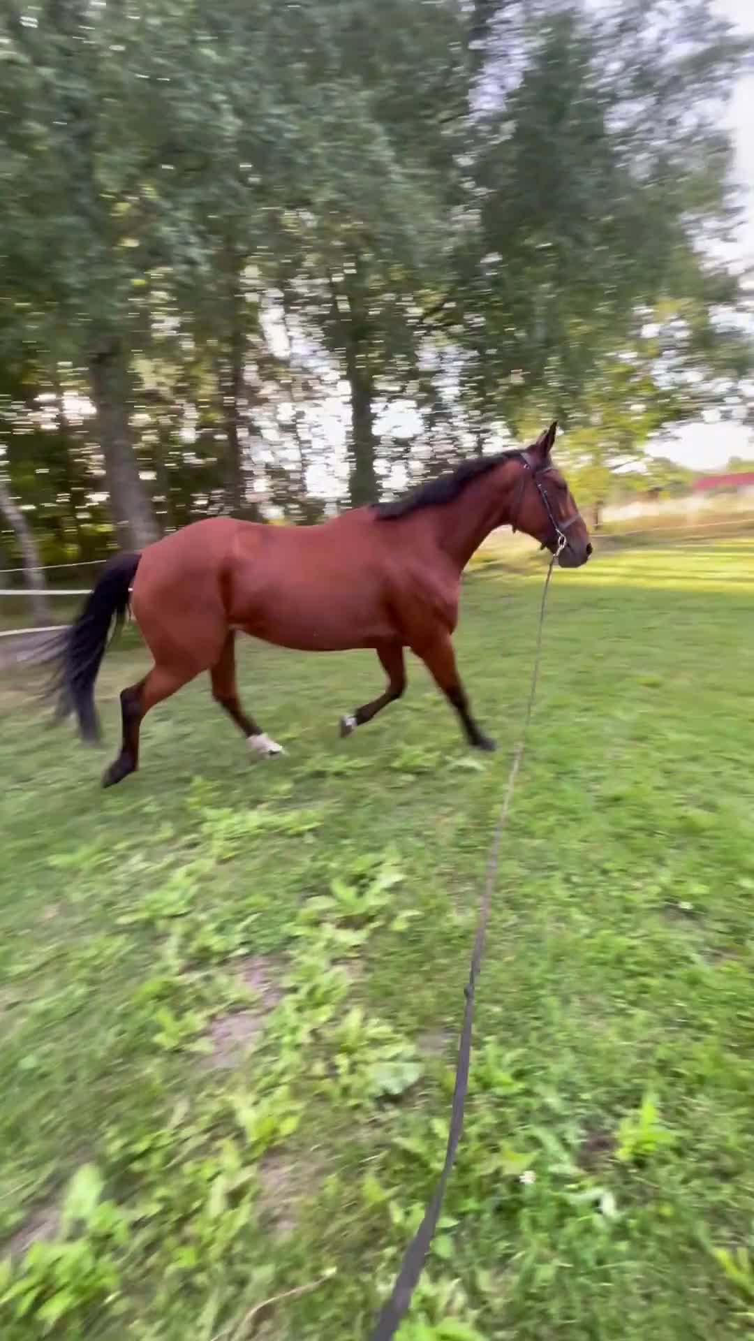 Allround hästar till salu: Vänligt sto, till ridning eller avel. - Video 3