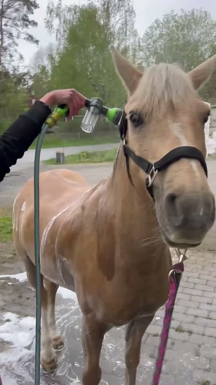 Hoppning hästar till salu: Sportig snäll ponny med mkt energi - Video 4