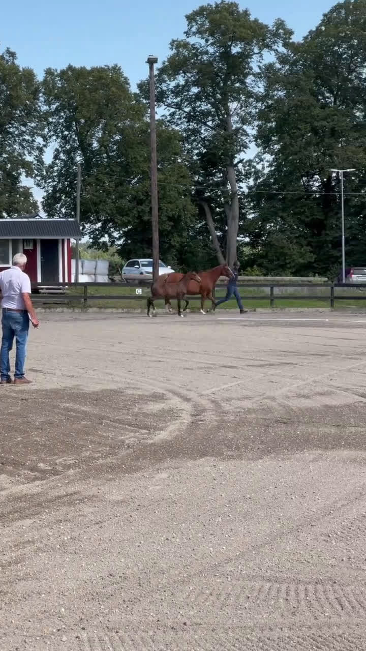 Hoppning hästar till salu: Fantastiskt vackert hingstföl - Video 1