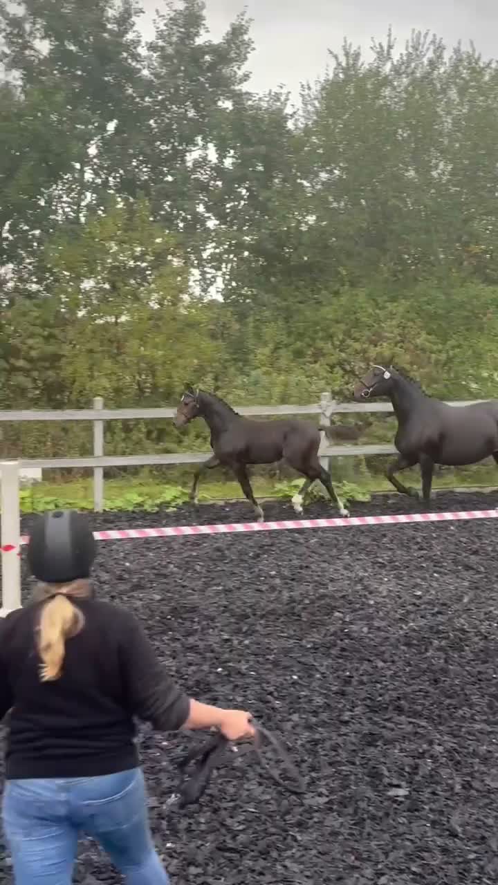 Dressyr hästar till salu: Där utstrålning är viktigt ;) - Video 1