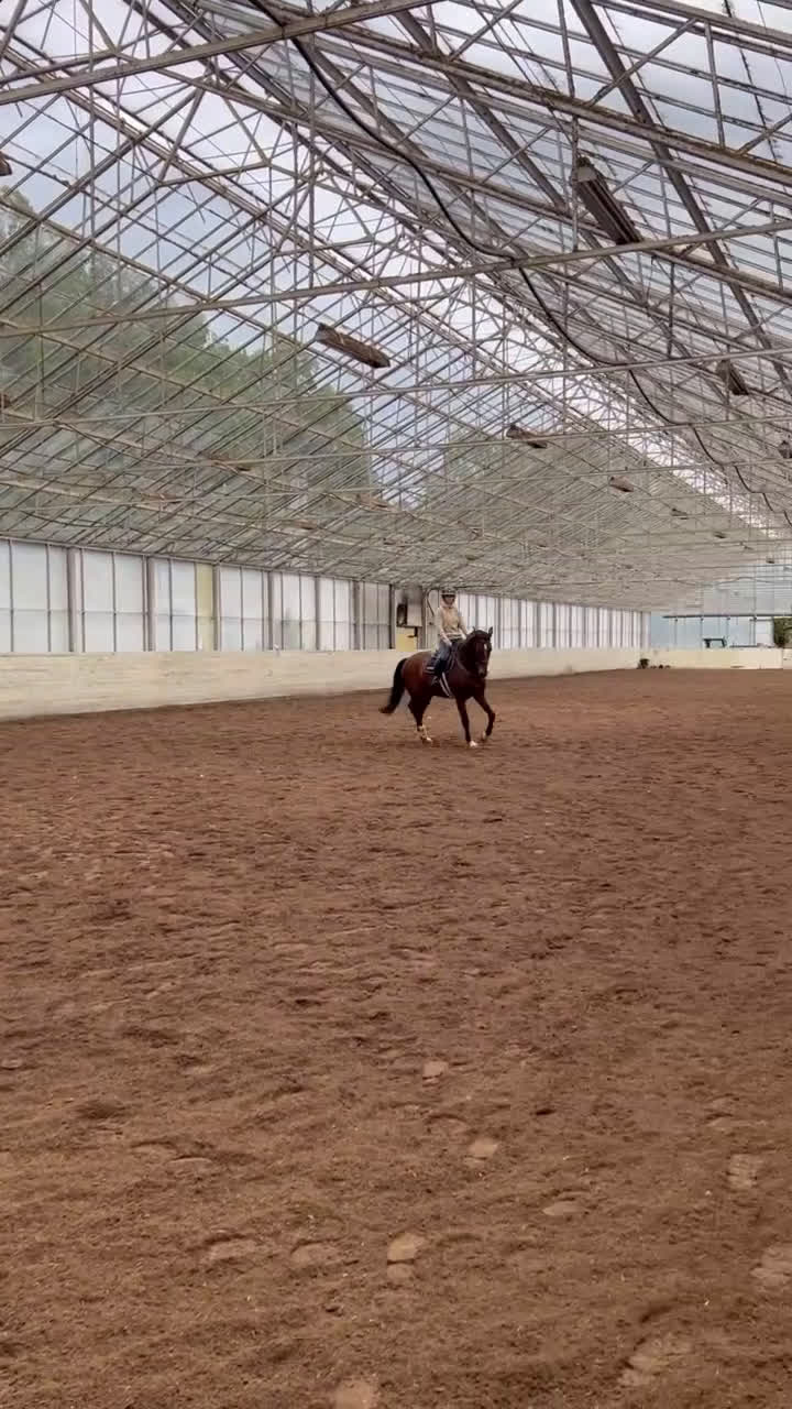 Hoppning hästar till salu: Fint sto till salu!  - Video 3