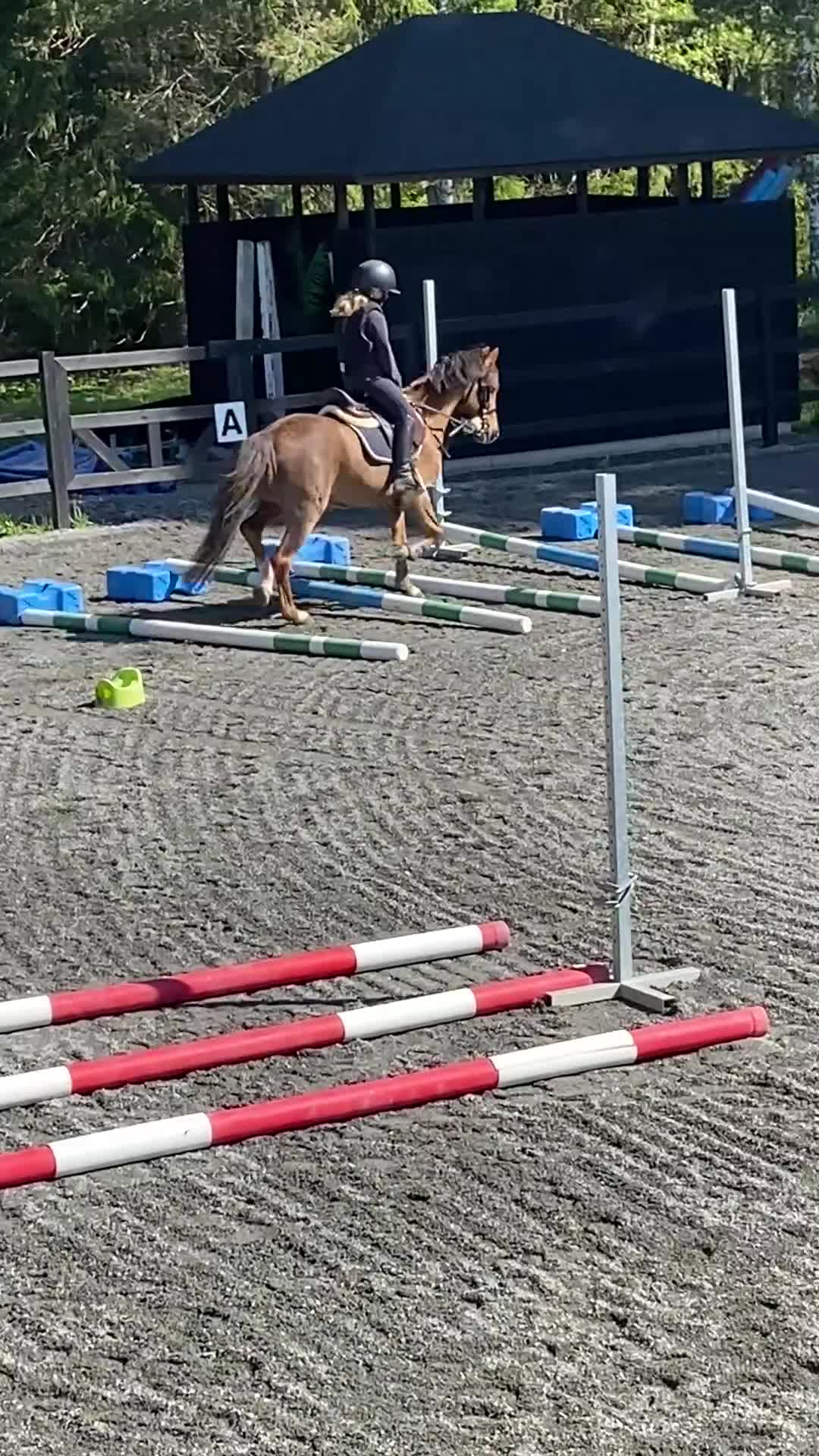 Dressyr hästar till salu: En läromästare med stort ❤️ - Video 5
