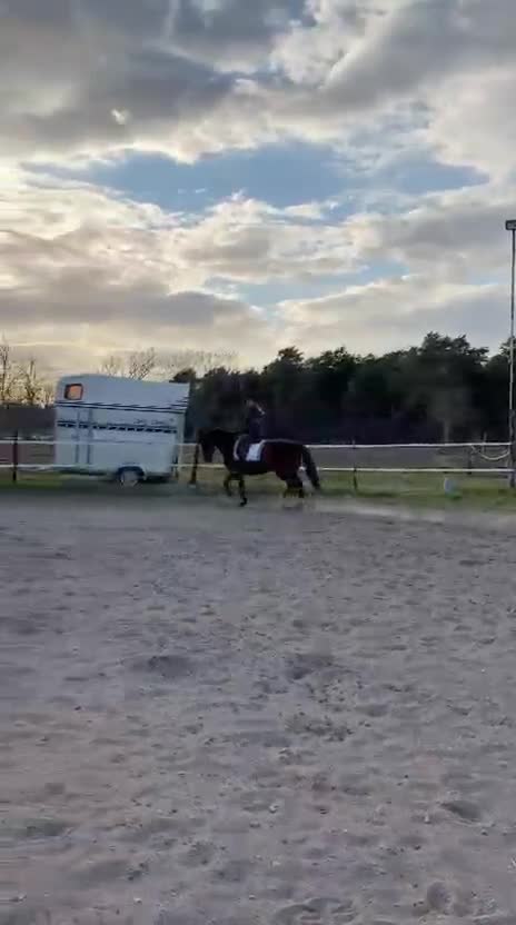 Allround hästar till salu: Svensk ridponny med toppstam - Video 4