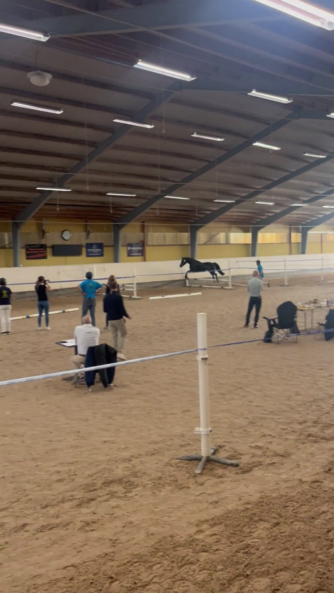 Allround hästar till salu: Snygg och trevlig SWB valack - 22 - Video 1