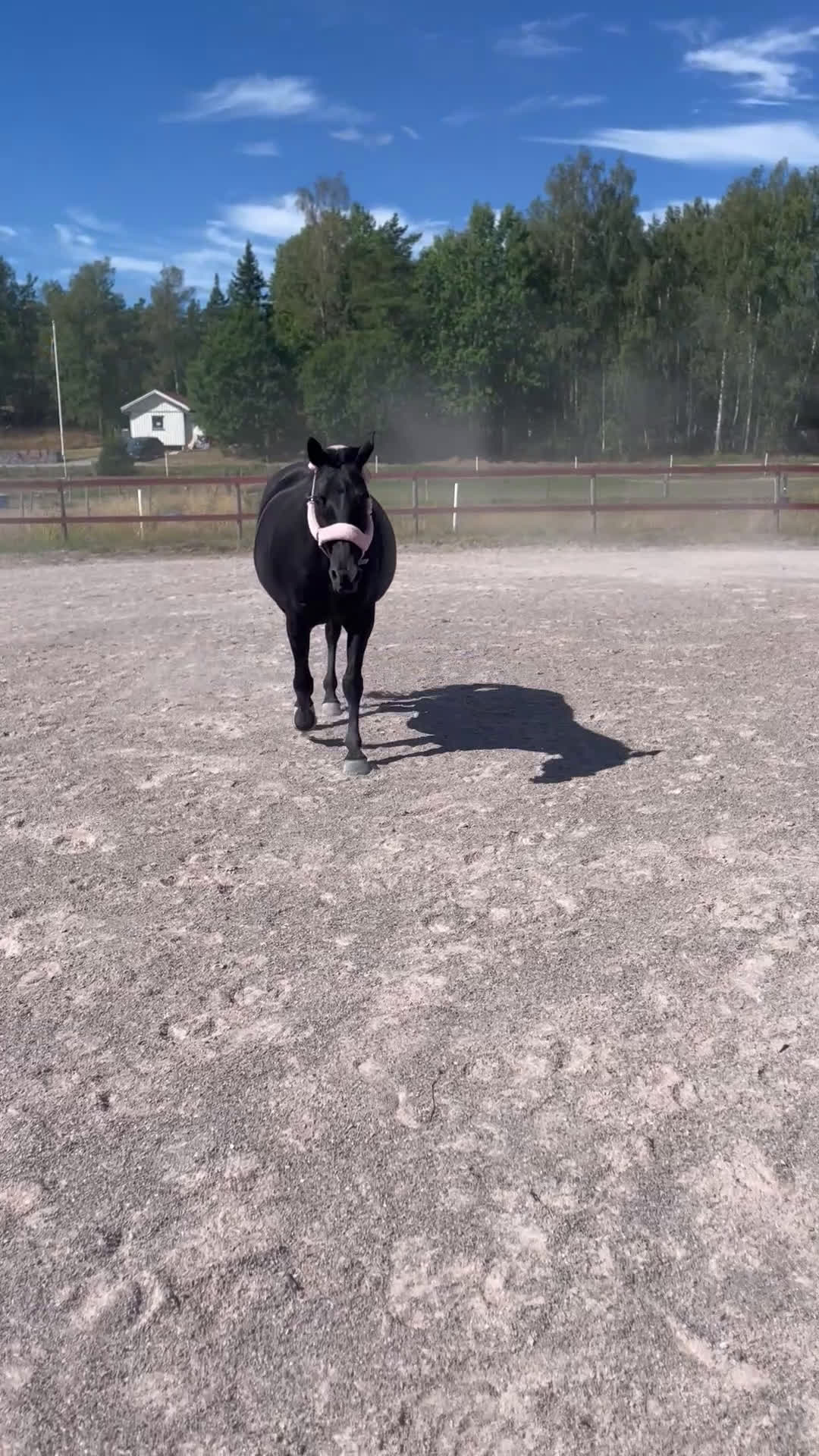 Allround hästar till salu: Fantastisk snällt sto till salu i Brålanda - Video 3