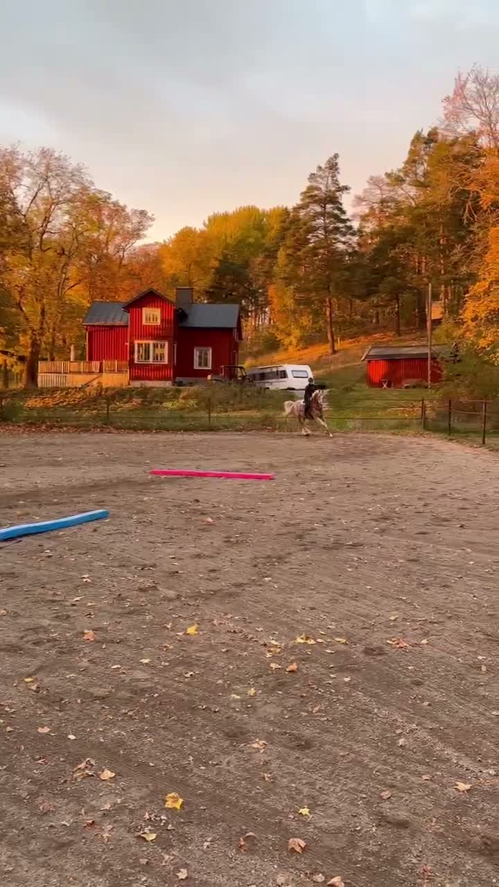 Allround hästar till salu: Shaggy letar nytt hem - Video 1
