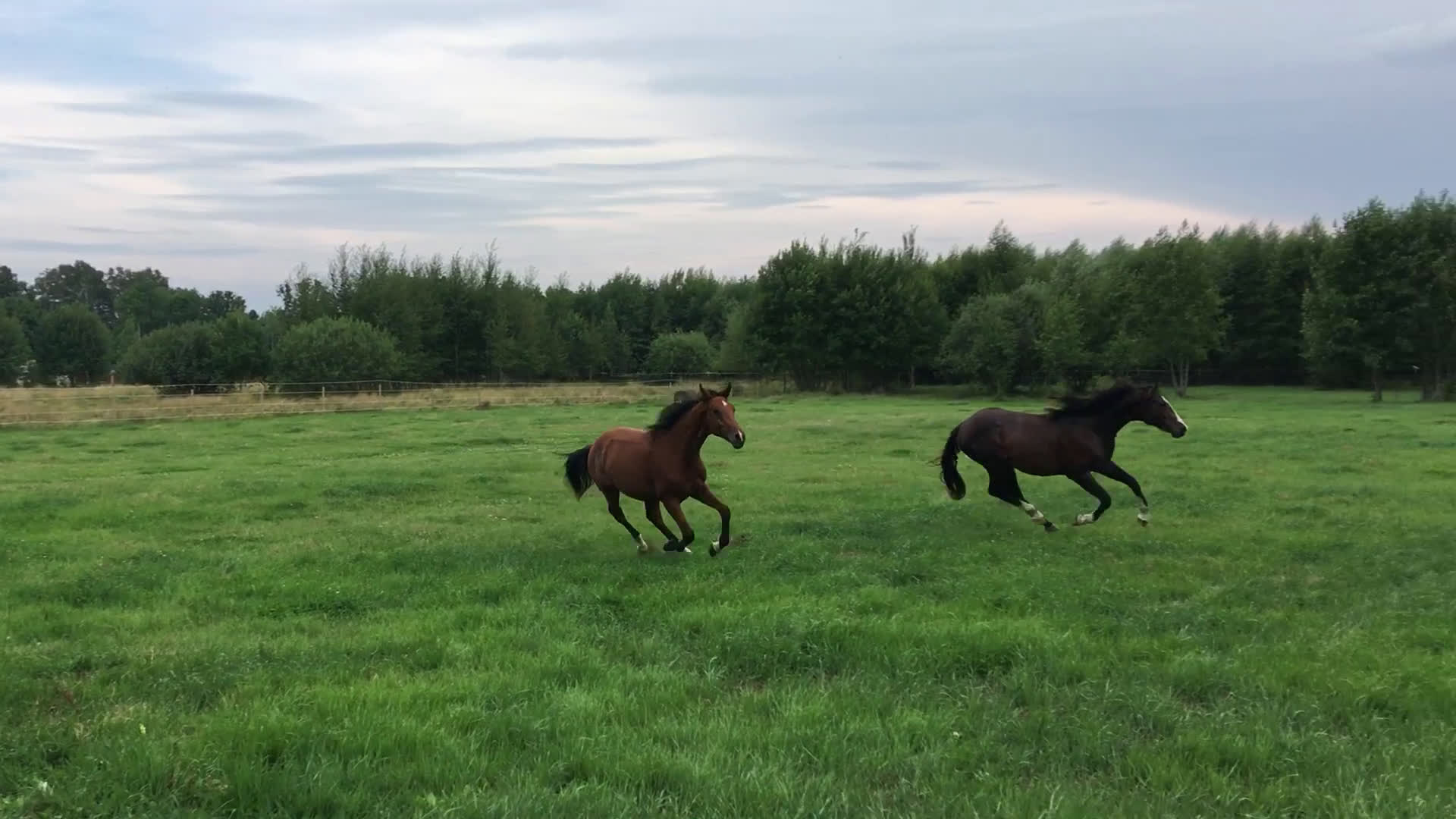  stallplats finnes: Lösdrift Unghingst Valack Sto Norrköping 2500:-  i Norrköping - Video 2