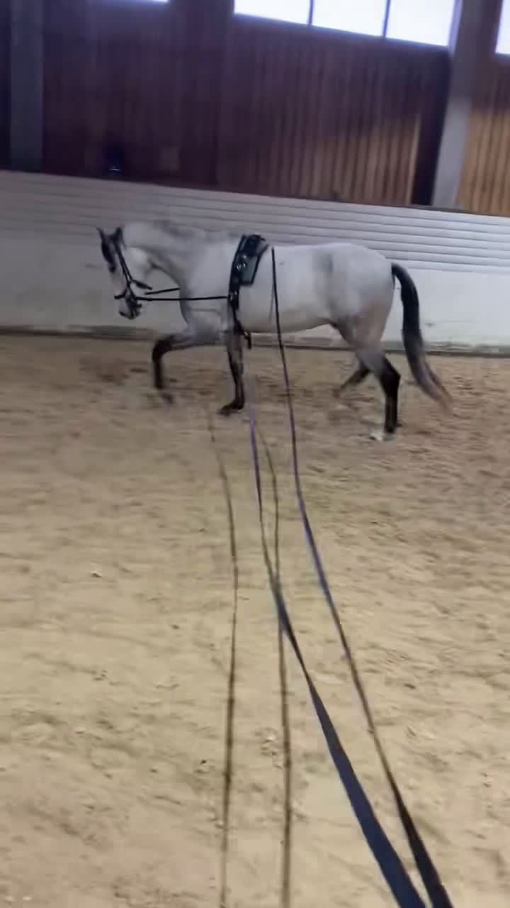 Dressyr hästar till salu: Charmig PRE-valack med stor utvecklingspotential - Video 1