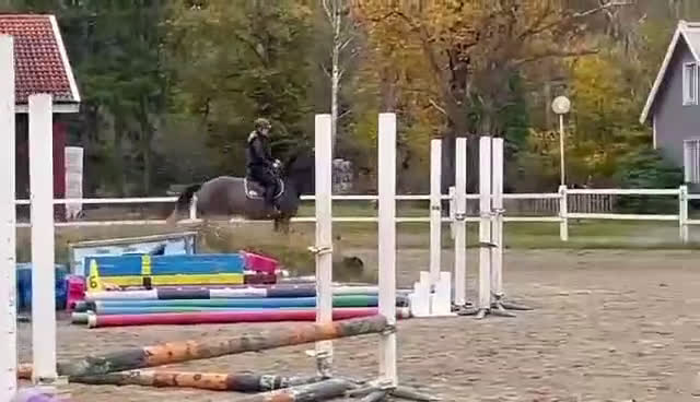 Hoppning hästar till salu: Framtidslöfte - Video 2