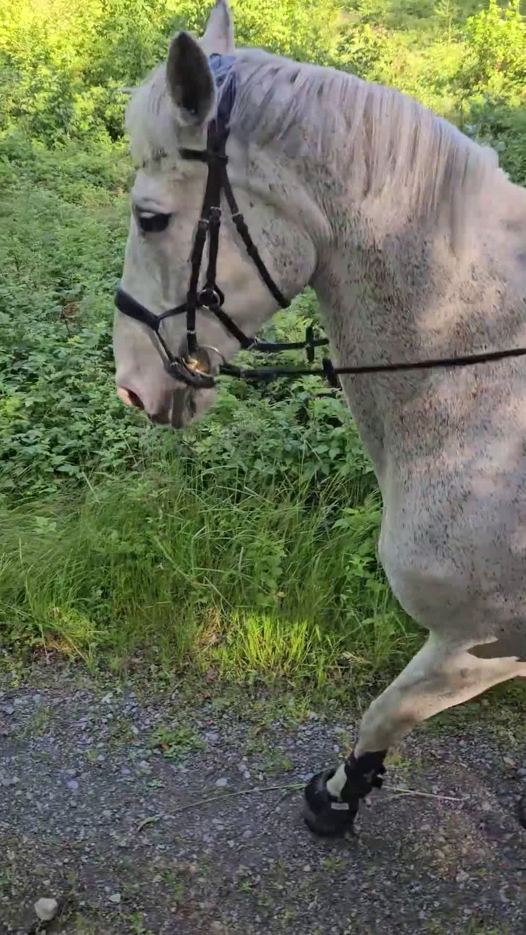  medryttarhäst finnes: Söker ansvarsfull medryttare - Video 1