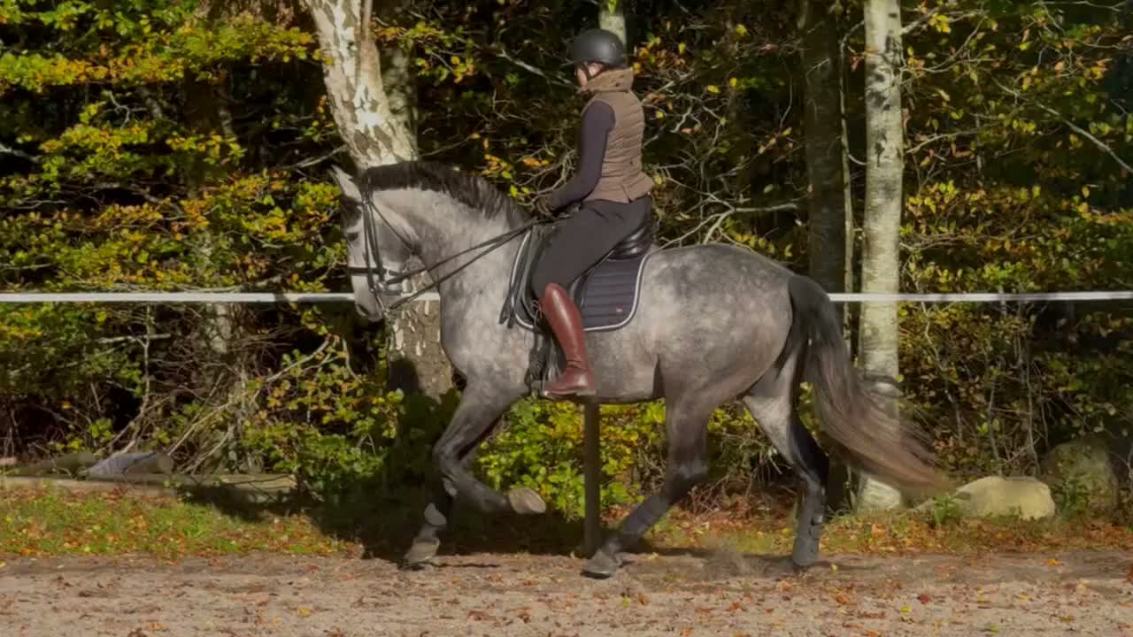 Working Equitation hästar till salu: Superfin PRE valack  - Video 1