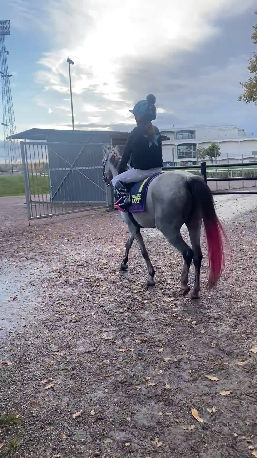 Galopp hästar till salu: Superfin hopponny som är starta i galopp  i Grillby - Video 3