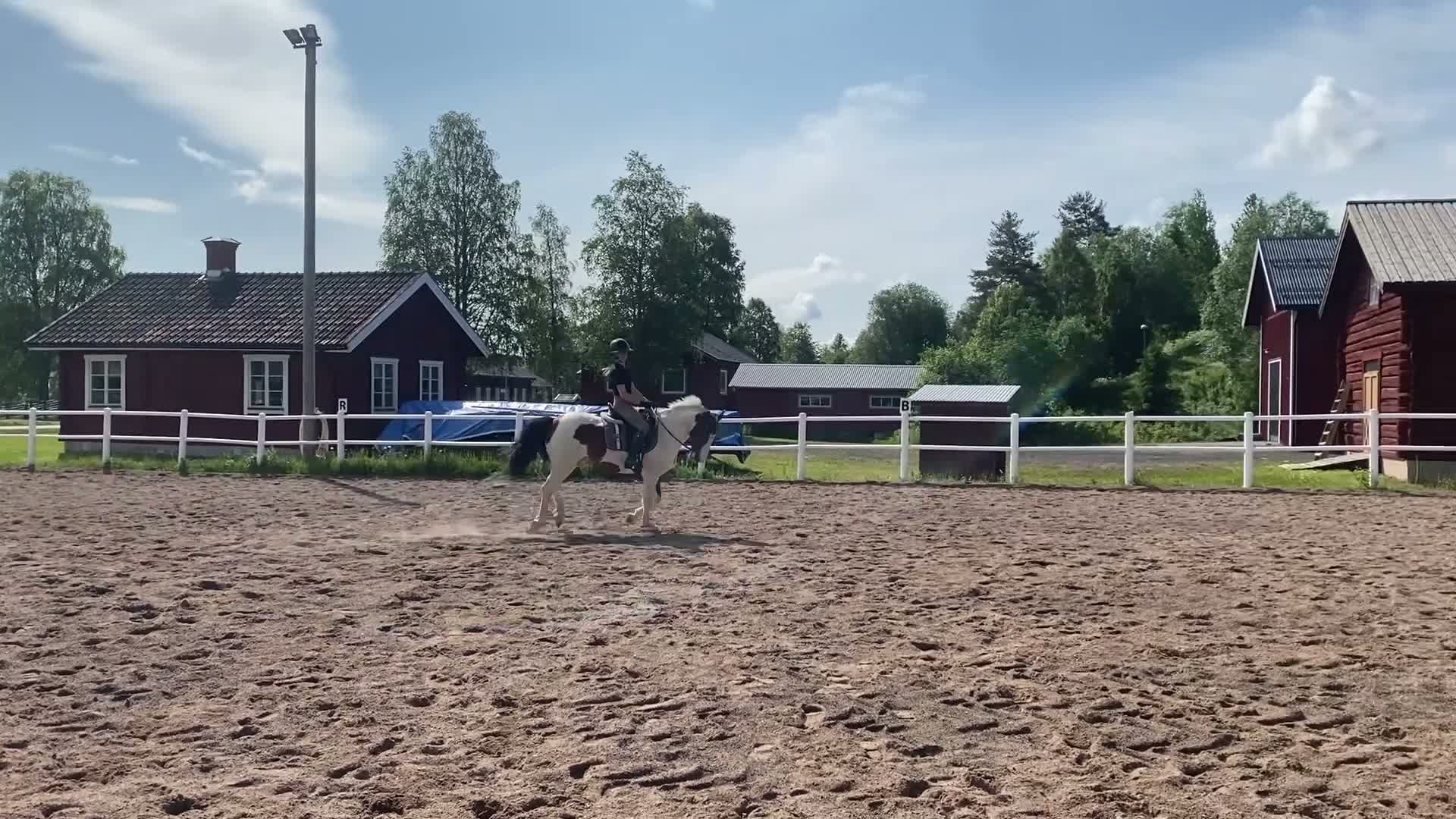Allround hästar till salu: Super snäll C ponny  - Video 2