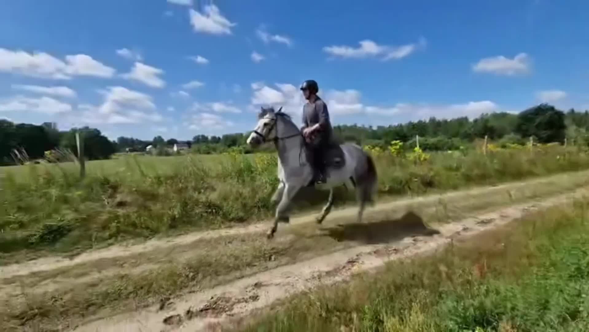 Allround hästar till salu: Charmig bästavän!  - Video 1