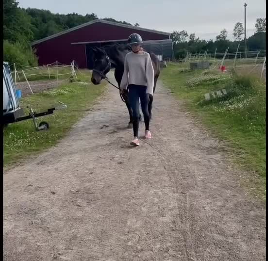 Allround hästar till salu: Härlig hobbyhäst - Video 1