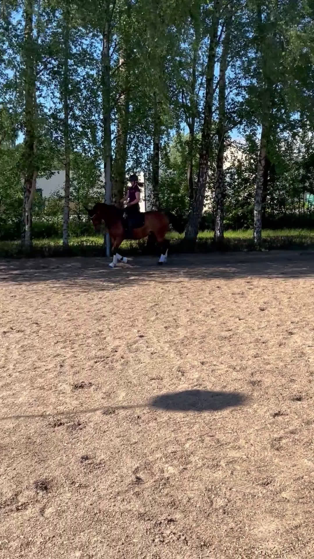 Dressyr hästar till salu: Trevlig valack  i Kungsbacka - Video 2