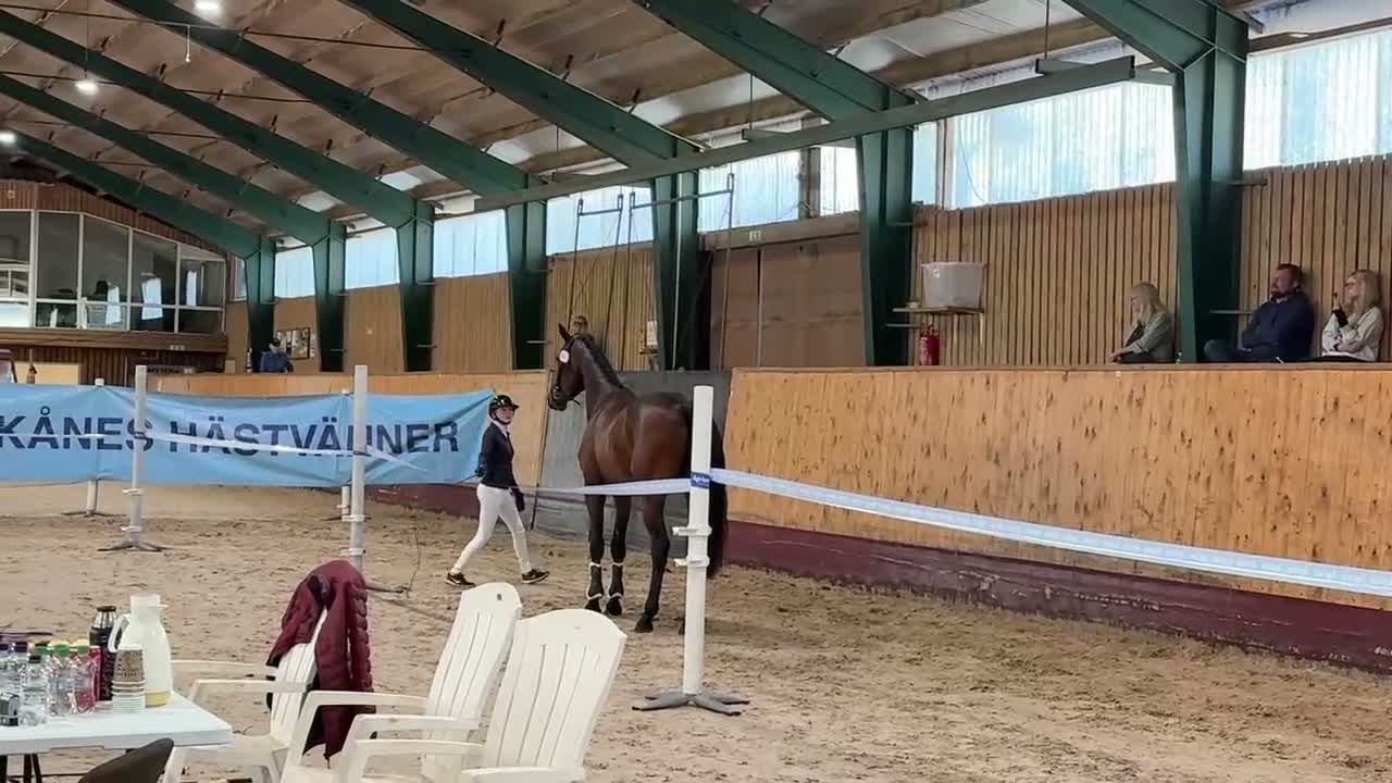 Hoppning hästar till salu: Talangfull 4 åring  - Video 1