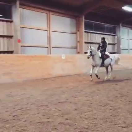 Allround hästar till salu: Fantastiskt trygg och välutbildad arabvalack i Eskilstuna - Video 1