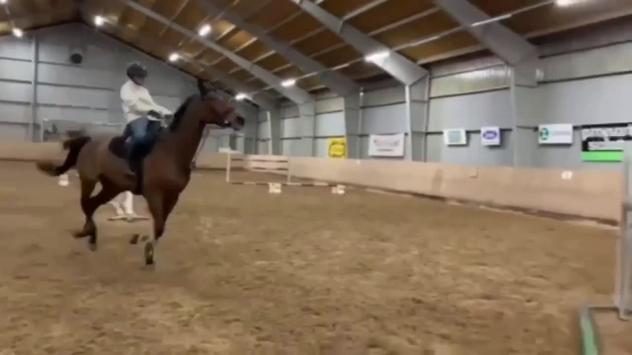 Hoppning hästar till salu: Okomplicerat sto med stort hjärta i Norrköping - Video 1